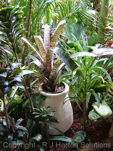 Potted bromeliad 